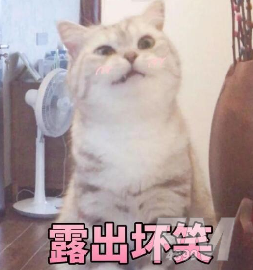 猫猫能有什么坏心眼呢表情包分享
