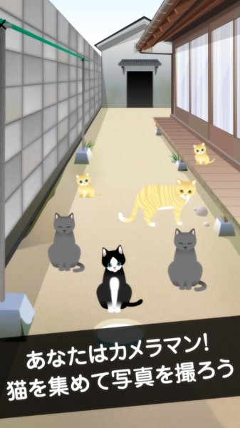 可爱猫咪满满