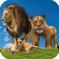 丛林王国狮子家族